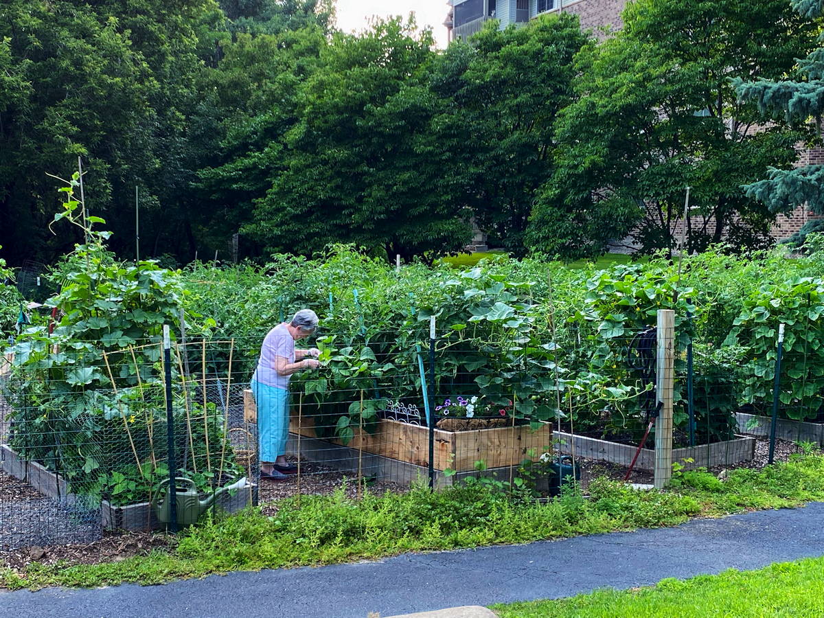 2021 Valley View Coop Vegetable Gardens