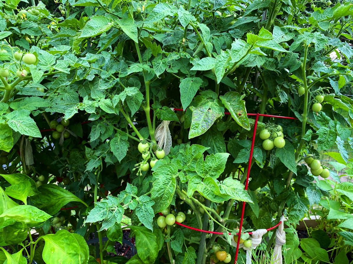 Valley View Senior Cooperative Tomatoes!