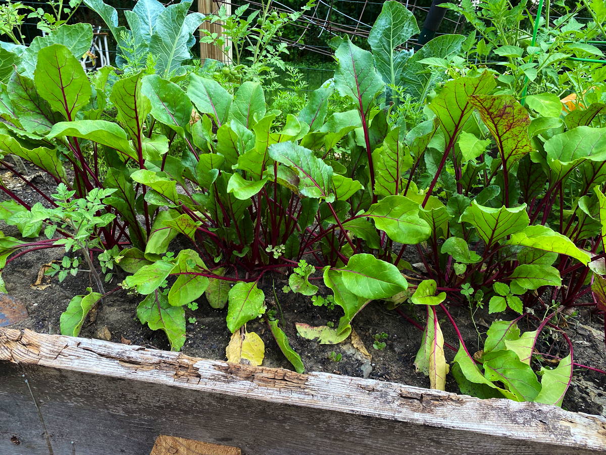 Rhubarb Plants Growing in the Valley View Co-op Gardens in 2021